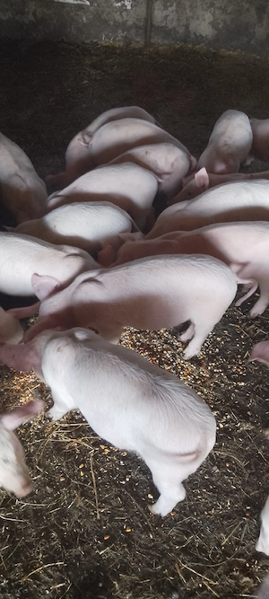 purcei 7 săptămâni 