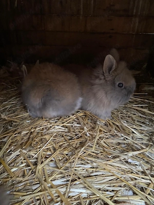 Iepurași cap de leu  - imagine 2