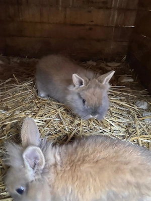 Iepurași cap de leu  - imagine 5