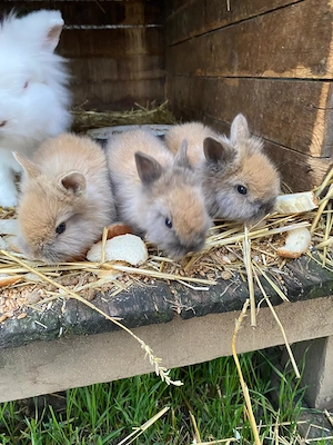 Iepurași cap de leu  - imagine 4