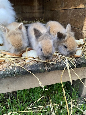 Iepurași cap de leu  - imagine 3