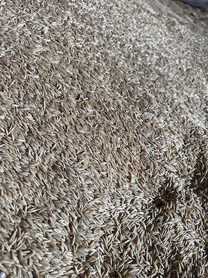 Ovaz de vanzare - imagine 2