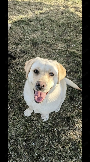 Cățelușa Labrador 11 luni 