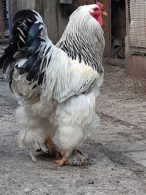 Vand oua incubat gaini Brahma potarnichiu si herminat deschis - imagine 3