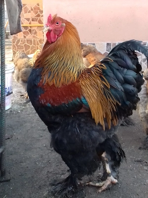 Vand oua incubat gaini Brahma potarnichiu si herminat deschis - imagine 4