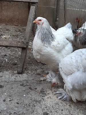 Vand oua incubat gaini Brahma potarnichiu si herminat deschis - imagine 5