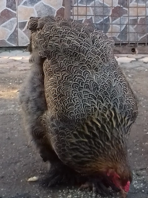 Vand oua incubat gaini Brahma potarnichiu si herminat deschis - imagine 2