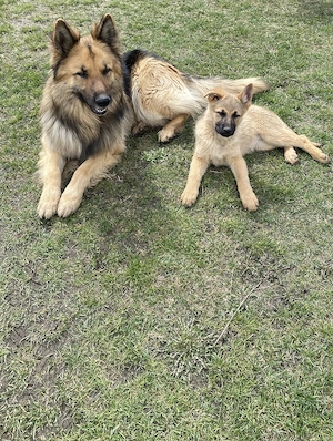 Căței Ciobănesc German