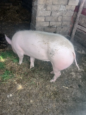 vand purcea de taiat sau de monta rasa landras cu marele alb - imagine 3