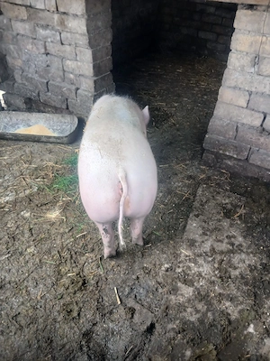 vand purcea de taiat sau de monta rasa landras cu marele alb - imagine 4