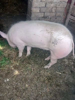 vand purcea de taiat sau de monta rasa landras cu marele alb - imagine 2