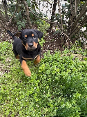 Pui Rottweiler Femela
