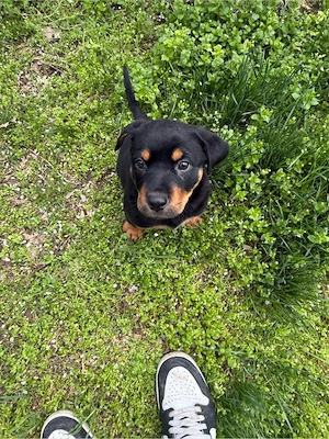 Pui Rottweiler Femela - imagine 2