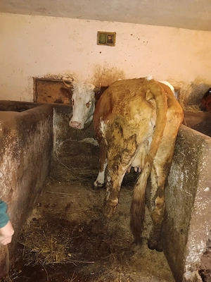 vnd vaca la a 2 fatare  - imagine 2