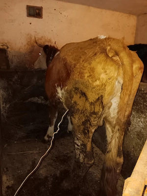 vnd vaca la a 2 fatare 