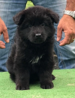 Ciobanesc german negru  - imagine 2