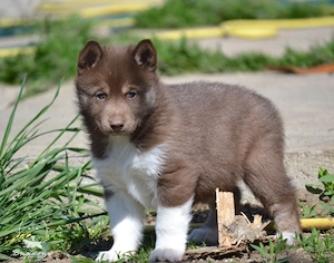Husky Siberian cu pedigree  - imagine 3