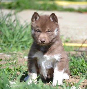 Husky Siberian cu pedigree 