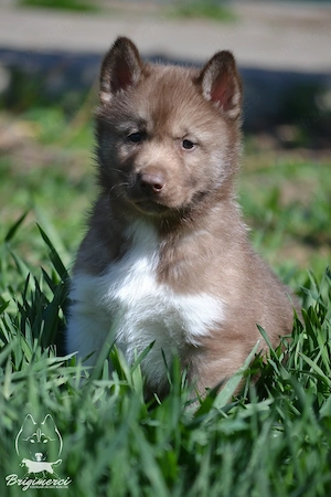 Husky Siberian cu pedigree  - imagine 2