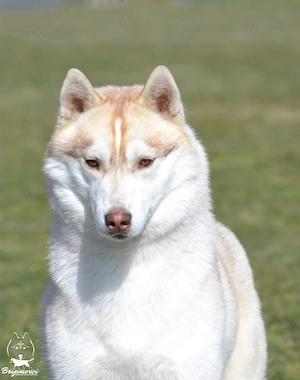 Husky Siberian cu pedigree  - imagine 4