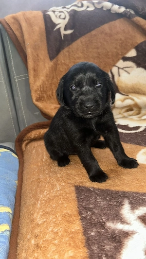 Labrador retriever 