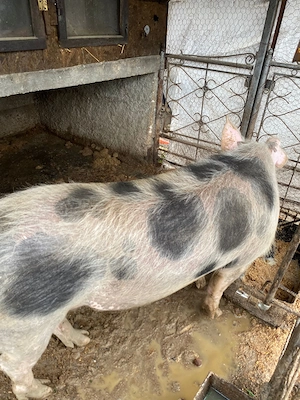 Vier aproximativ 150kg