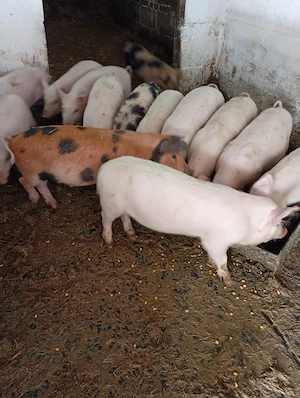 Vând Purceii 13 Săptămâni.