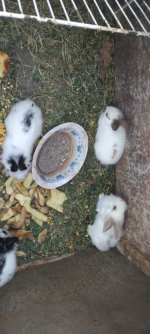 Vand iepuri  - imagine 2