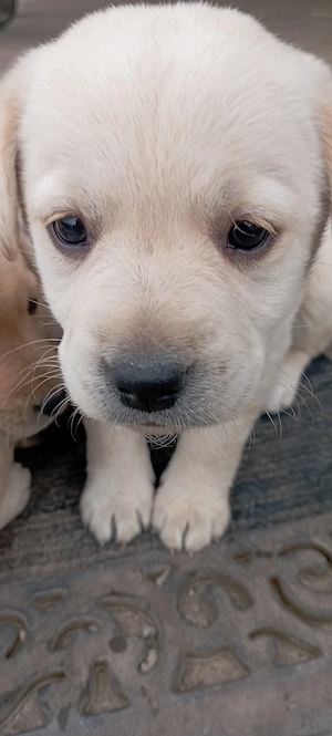 Vand labrador retriever o luna jumate