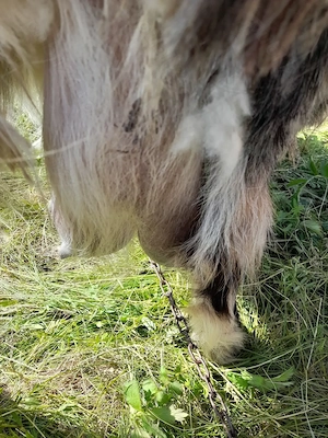 Capra pt sacrificat  - imagine 4