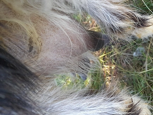 Capra pt sacrificat  - imagine 3