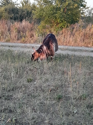 Capra pt sacrificat  - imagine 2