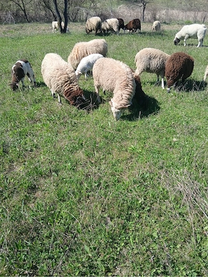 vand miei si  berbeci