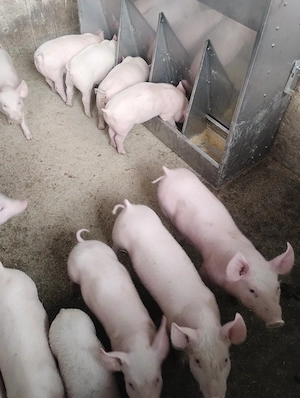 Vand 14 purcei, 10 săptămâni.