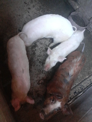 Purcei de vanzare  - imagine 2