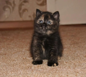 British bicolor  - imagine 3