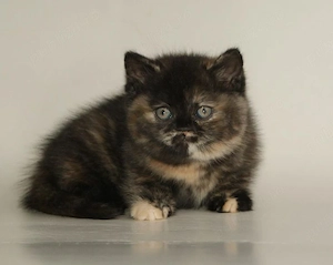 British bicolor  - imagine 2