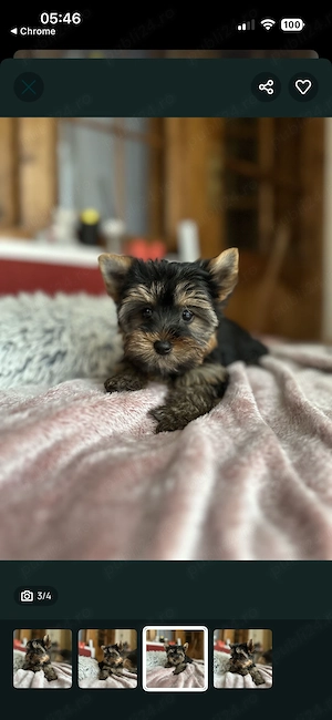 Yorkshire 4 luni de vânzare 