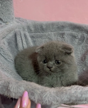 British Scottish - imagine 2