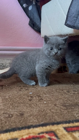 British Scottish - imagine 3