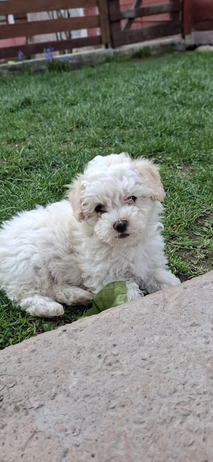 Bichon maltez 2 luni o fetiță și un băiețel se caută urgent casa pentru ei 