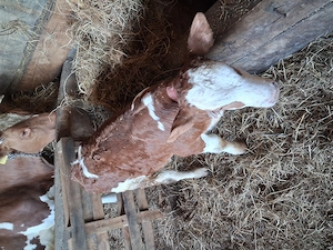 Vand 1 tauras baltat  - imagine 4