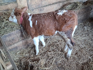 Vand 1 tauras baltat 