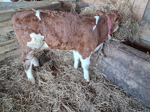 Vand 1 tauras baltat  - imagine 2