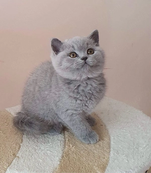 British Shorthair blue  - imagine 3