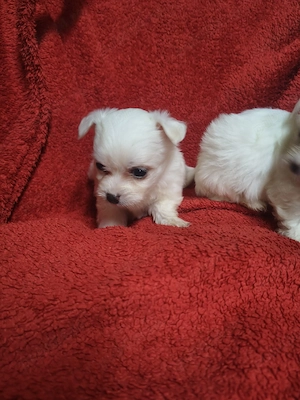 Bichon mini toy  - imagine 3