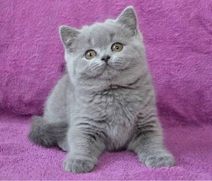 British Shorthair blue 