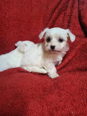 Bichon mini toy  - imagine 4