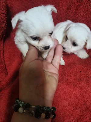 Bichon mini toy  - imagine 2