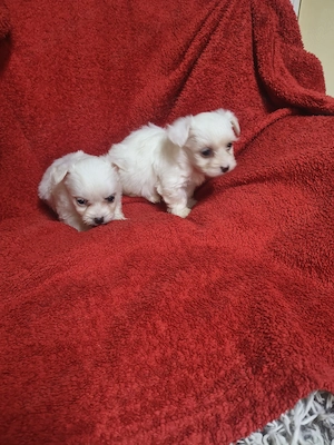 Bichon mini toy  - imagine 5